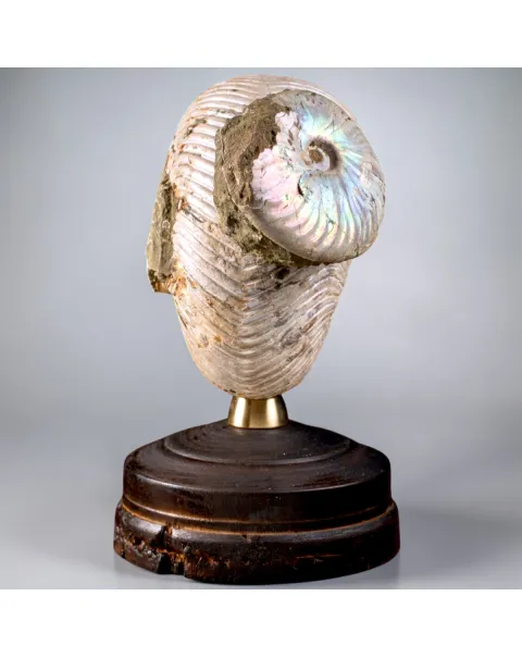 Nautilus fossile con ammonite Cleoniceras opalescente