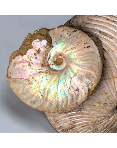 Nautilus fossile con ammonite Cleoniceras opalescente