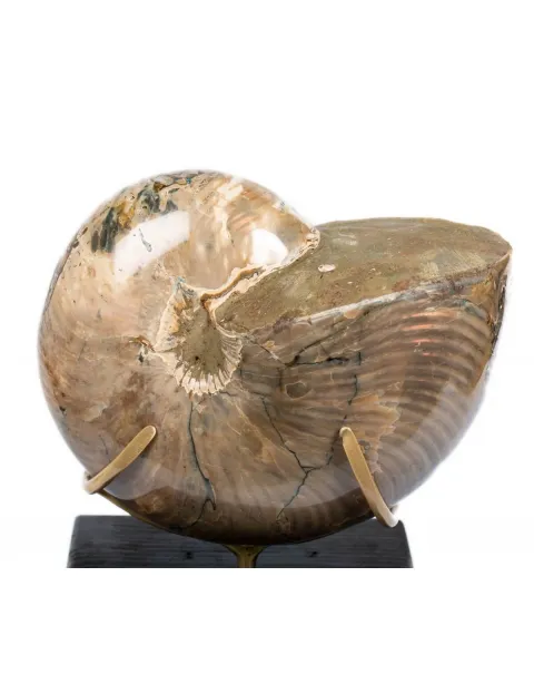 Nautiloide Fossile
