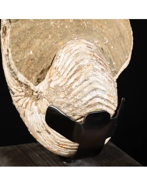 Nautiloide Fossile