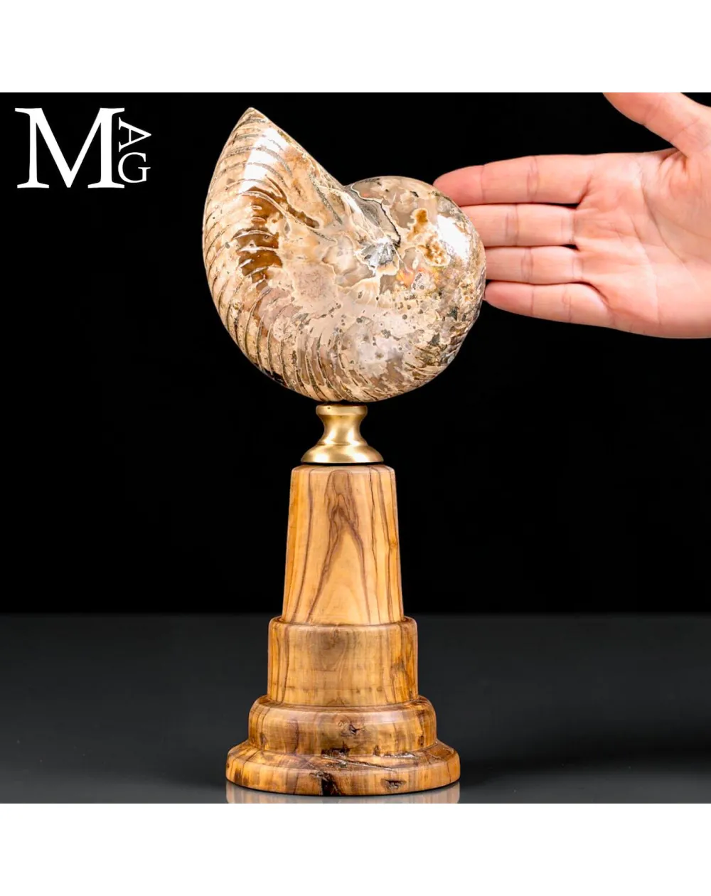 Nautilus fossile del Cretaceo – Cabinet de Curiosités.