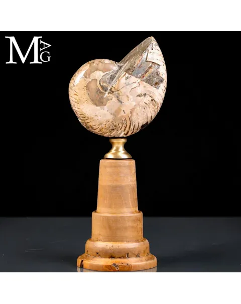 Nautilus fossile del Cretaceo – Cabinet de Curiosités.