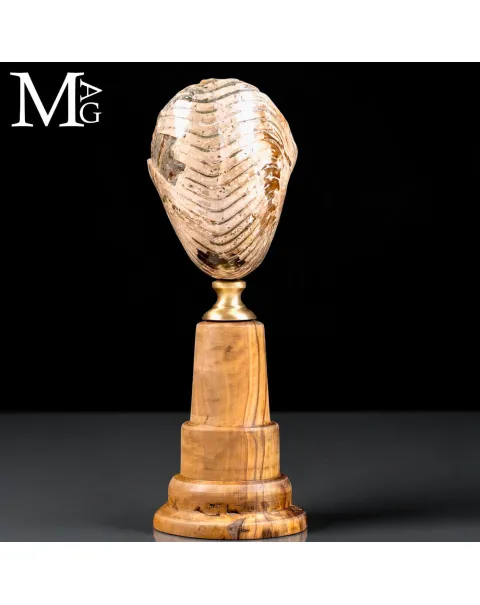 Nautilus fossile del Cretaceo – Cabinet de Curiosités.