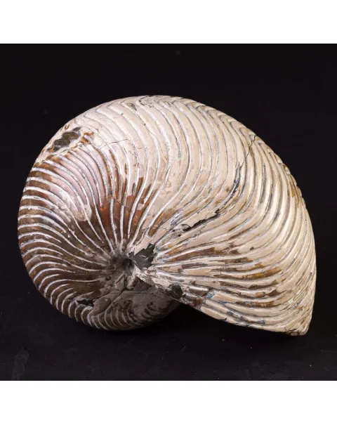 Fossile di Nautiloide con Riflessi Ammolitici – Madagascar