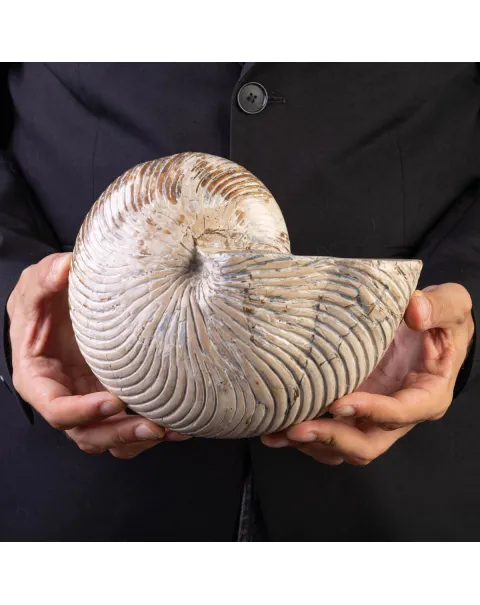 Fossile di Nautiloide con Riflessi Ammolitici – Madagascar