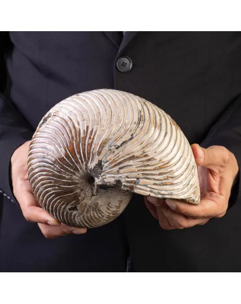 Fossile di Nautiloide con Riflessi Ammolitici – Madagascar