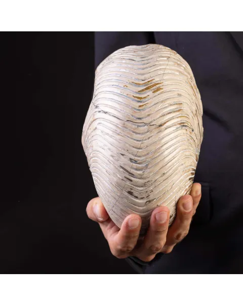 Fossile di Nautiloide con Riflessi Ammolitici – Madagascar