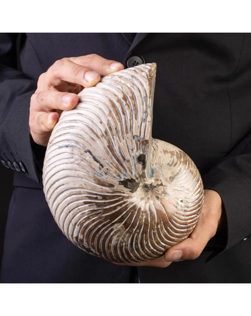 Fossile di Nautiloide con Riflessi Ammolitici – Madagascar