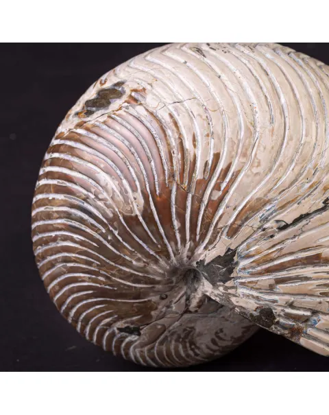 Fossile di Nautiloide con Riflessi Ammolitici – Madagascar