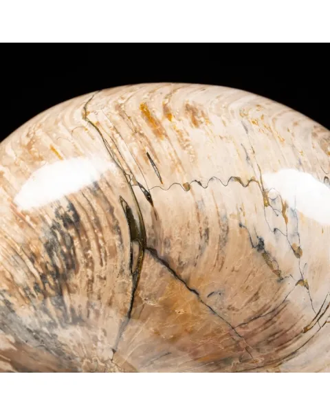 Nautiloide Fossile