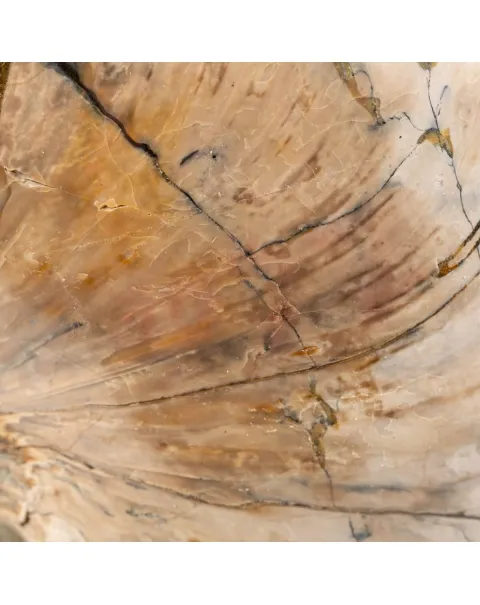 Nautiloide Fossile