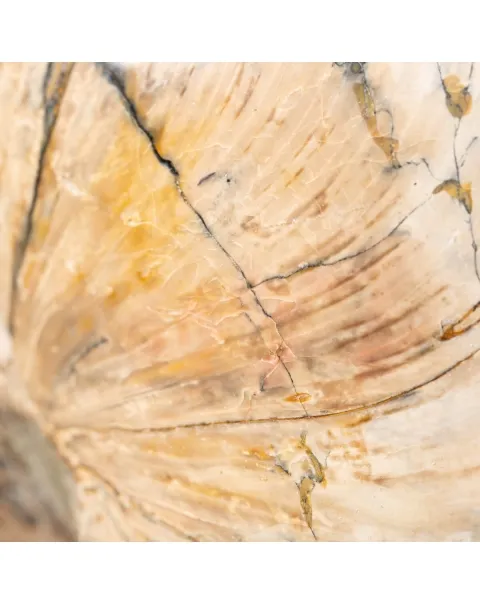 Nautiloide Fossile