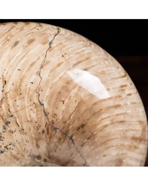Nautiloide Fossile