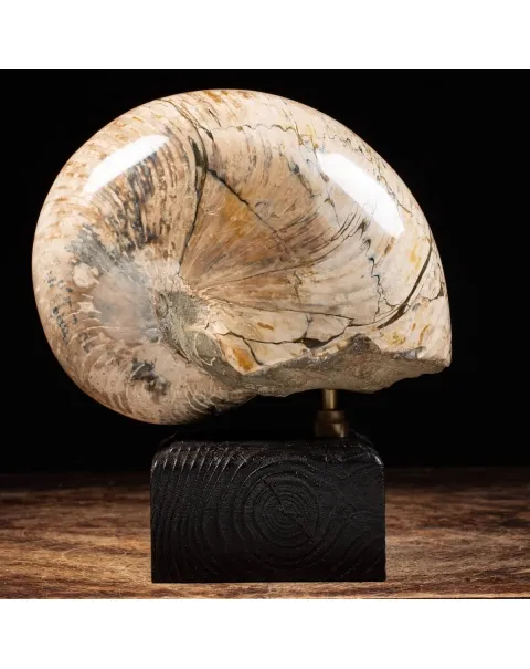 Nautiloide Fossile