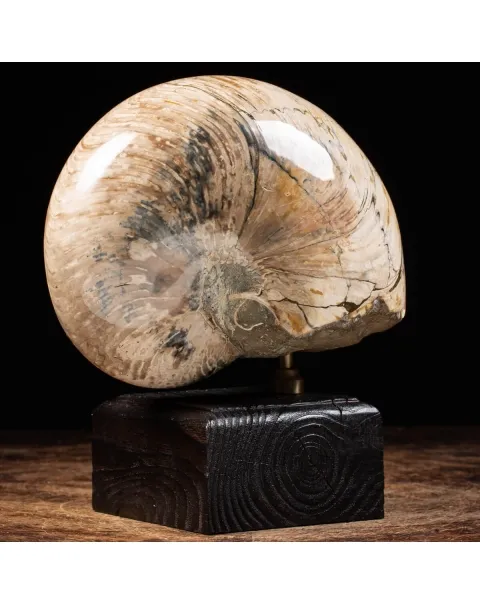 Nautiloide Fossile