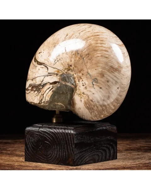 Nautiloide Fossile