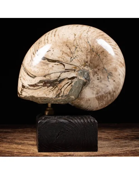 Nautiloide Fossile
