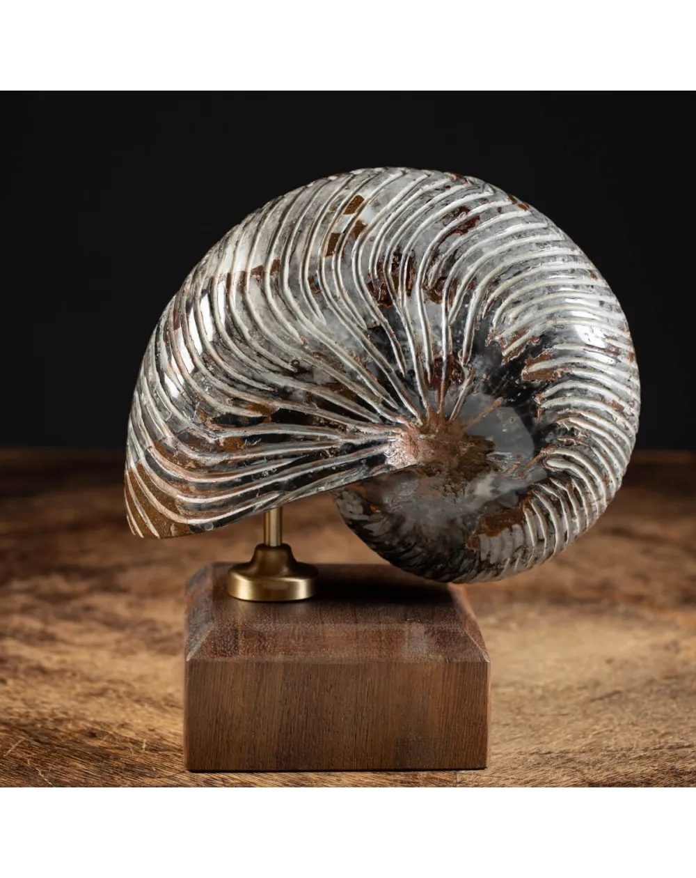 Nautiloide Fossile