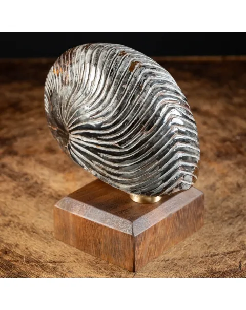 Nautiloide Fossile