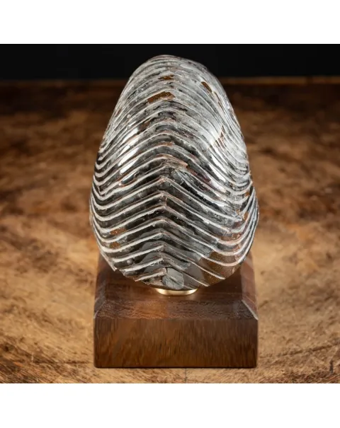 Nautiloide Fossile