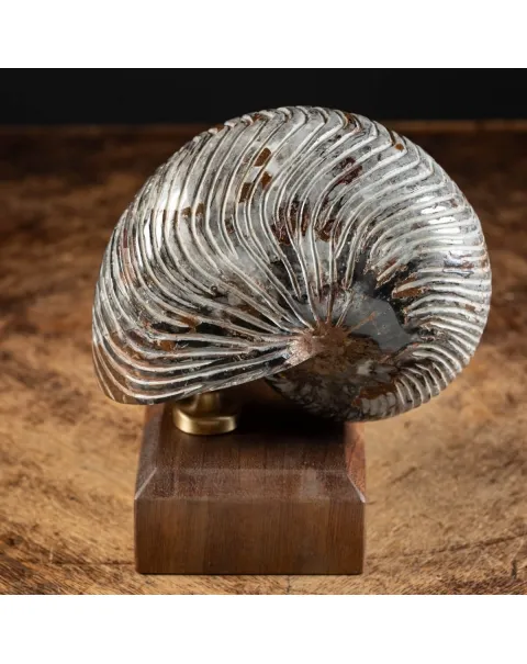 Nautiloide Fossile