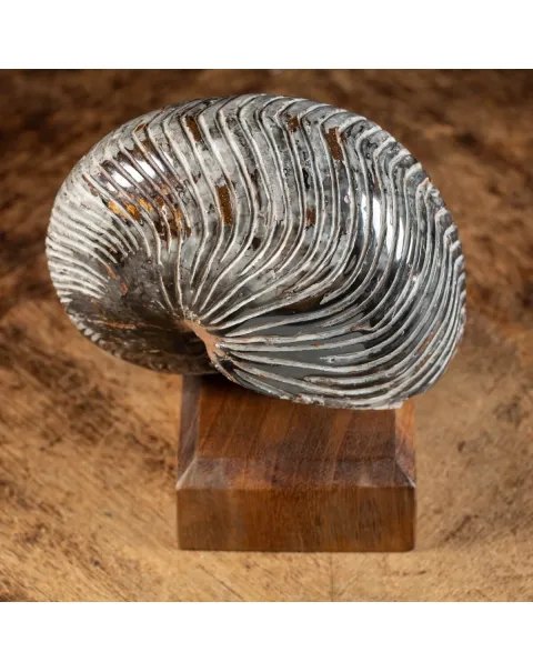 Nautiloide Fossile