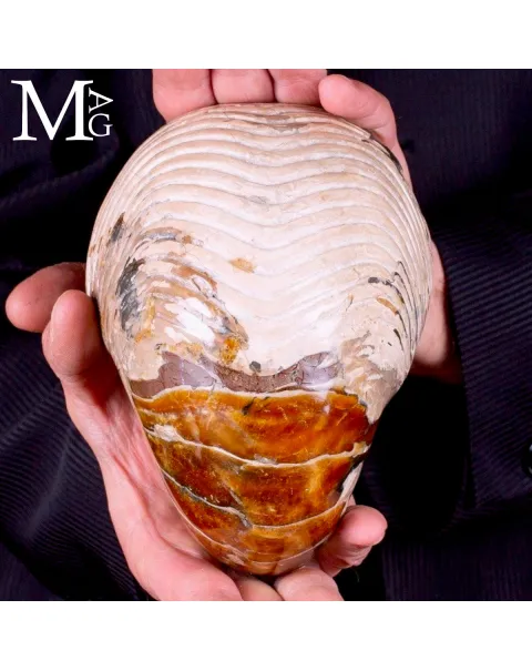 Nautilus fossile - Cymatoceras specie