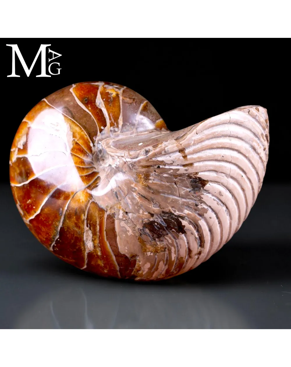 Nautilus fossile - Cymatoceras specie
