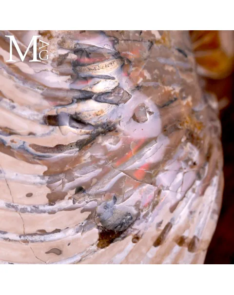 Nautilus fossile - Cymatoceras specie