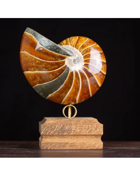 Nautilus Fossile: Un Capolavoro Naturale in Calcite e Aragonite.