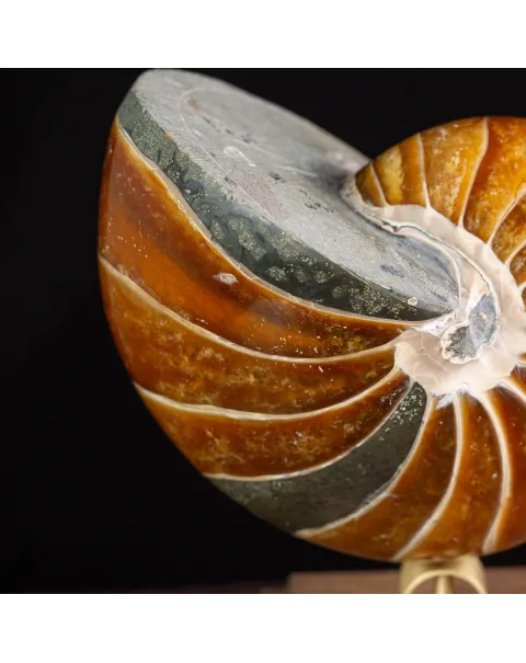 Nautilus Fossile: Un Capolavoro Naturale in Calcite e Aragonite.