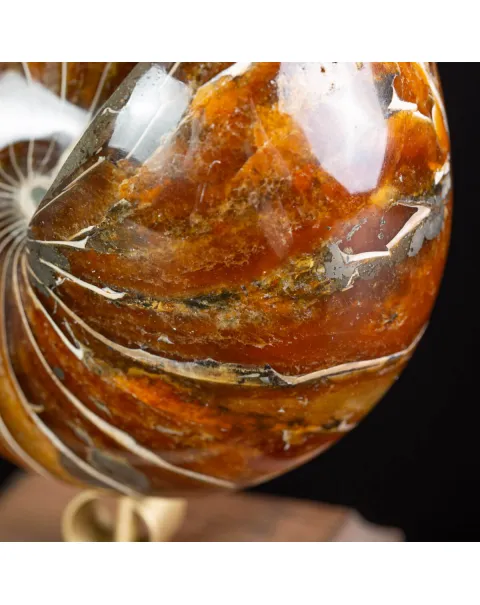 Nautilus Fossile: Eleganza Antica.