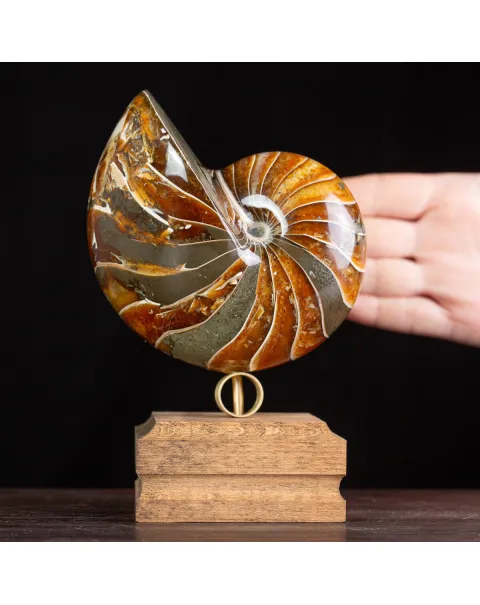 Nautilus Fossile: Eleganza Antica.