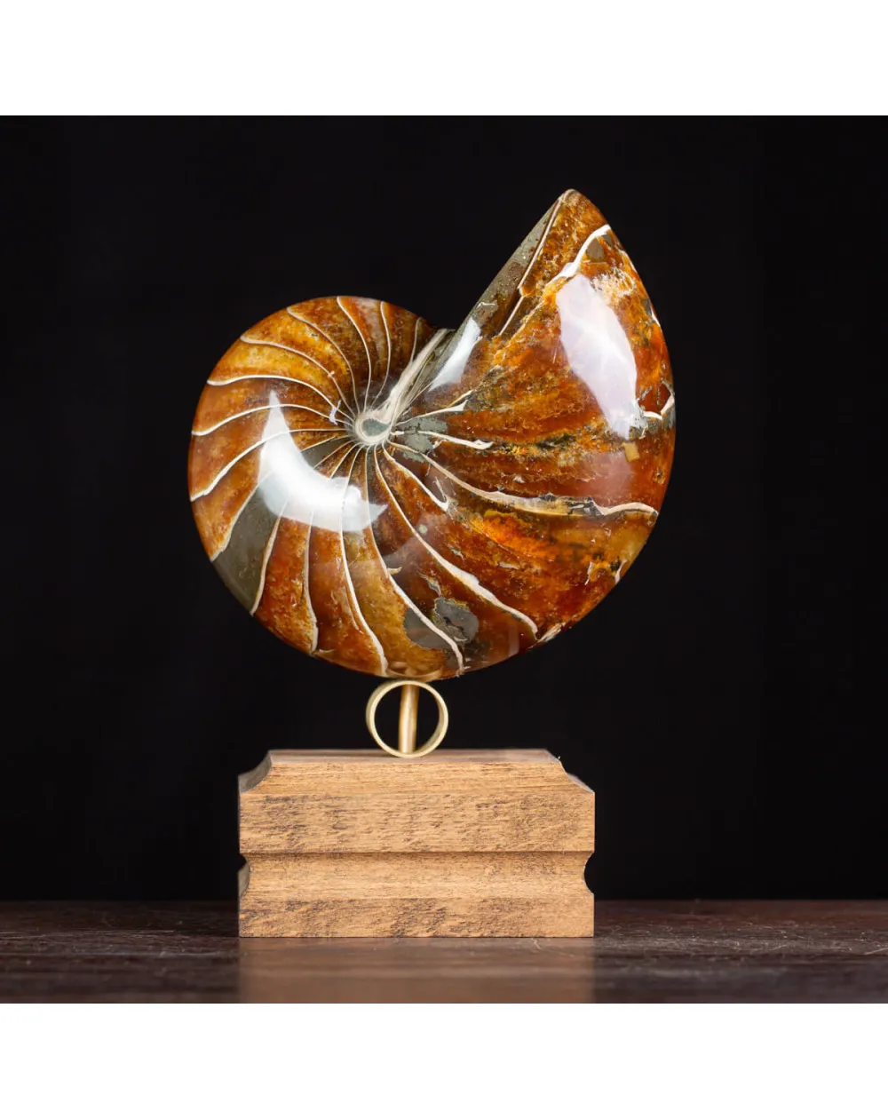 Nautilus Fossile: Eleganza Antica.