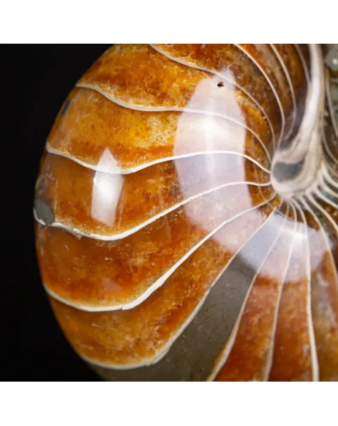 Nautilus Fossile: Eleganza Antica.