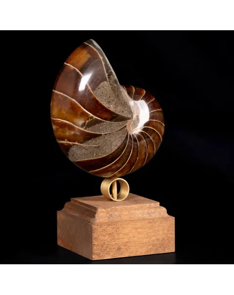 Nautilus Fossile su Base Decorativa.