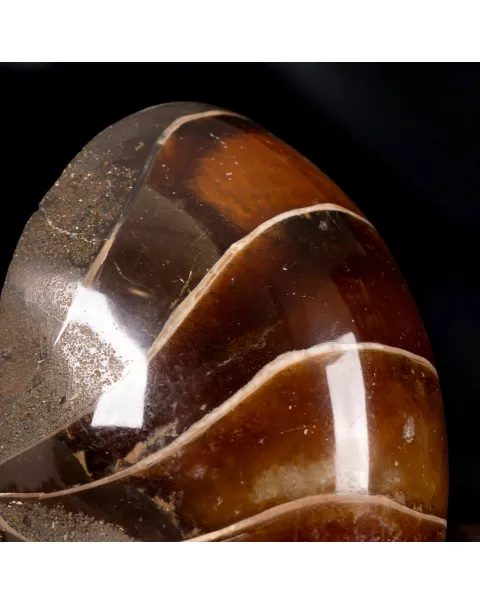 Nautilus Fossile su Base Decorativa.