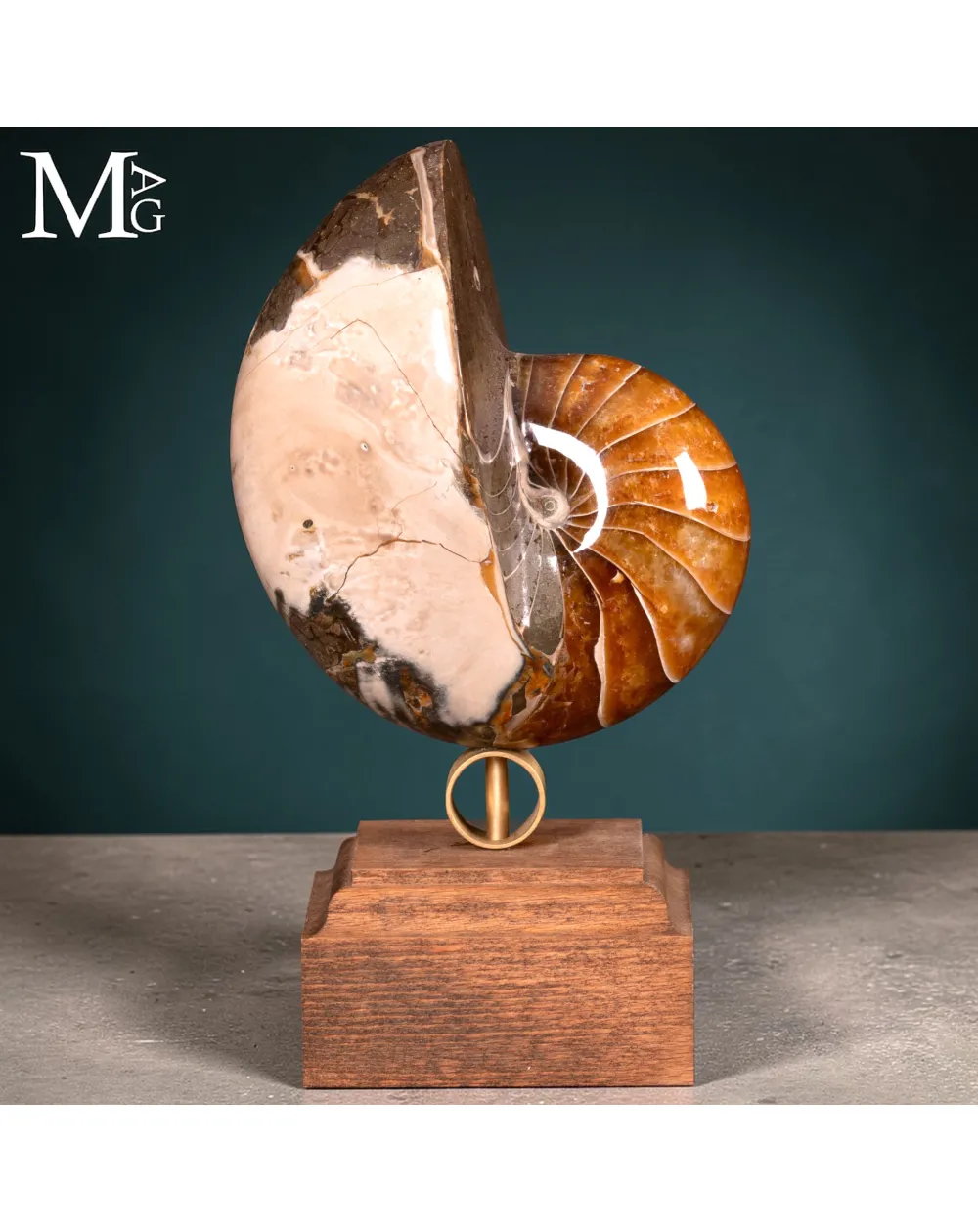 Nautilus Fossile – Arte Naturale.