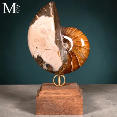 Nautilus Fossile – Arte Naturale.