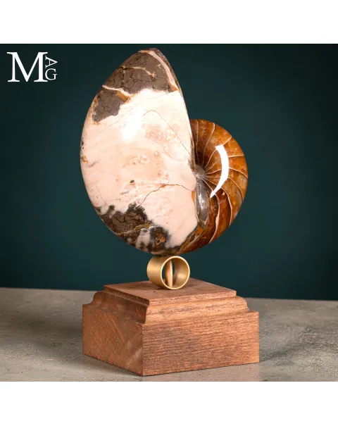 Nautilus Fossile – Arte Naturale.