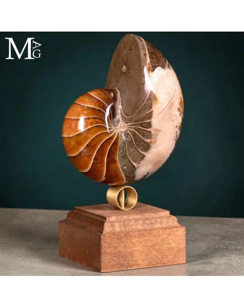 Nautilus Fossile – Arte Naturale.