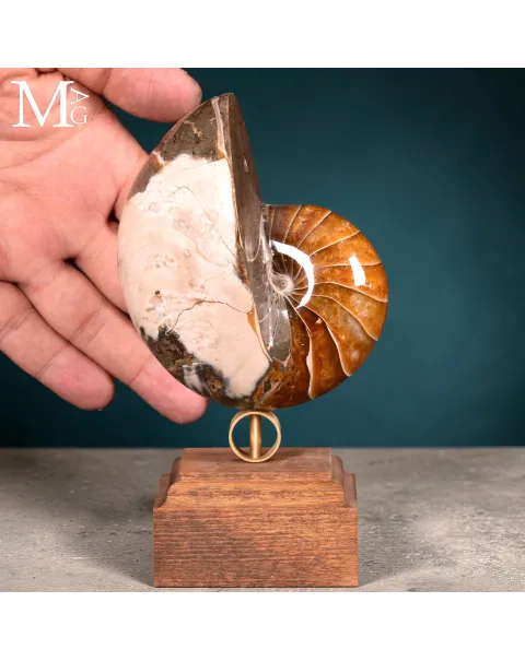 Nautilus Fossile – Arte Naturale.
