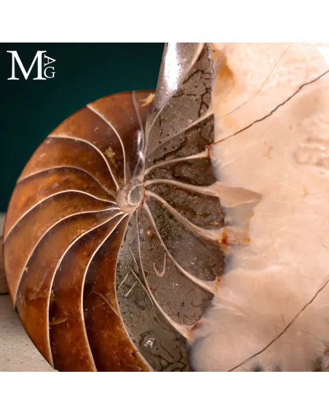 Nautilus Fossile – Arte Naturale.