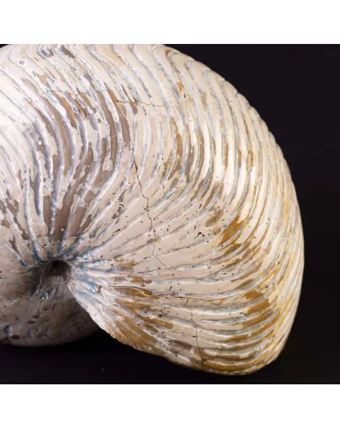 Fossile di Nautilus con Costolature – Madagascar