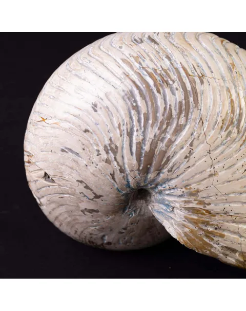 Fossile di Nautilus con Costolature – Madagascar