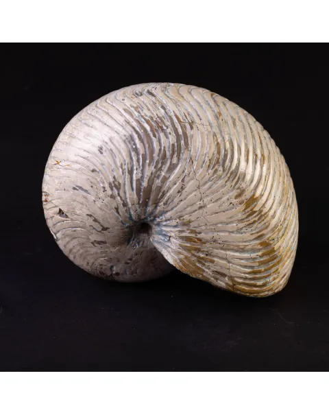 Fossile di Nautilus con Costolature – Madagascar