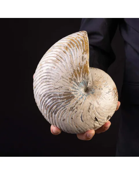 Fossile di Nautilus con Costolature – Madagascar