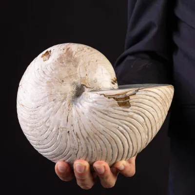 Fossile di Nautilus con Costolature – Madagascar