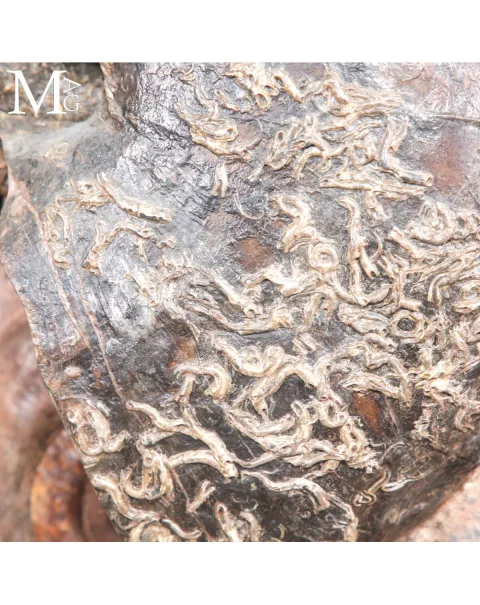 Grande Nautilus Fossile su Matrice con Ammonite Hildoceras – Giurassico della Francia