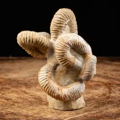 Ammoniti Nostoceras Malagasyense  (6)